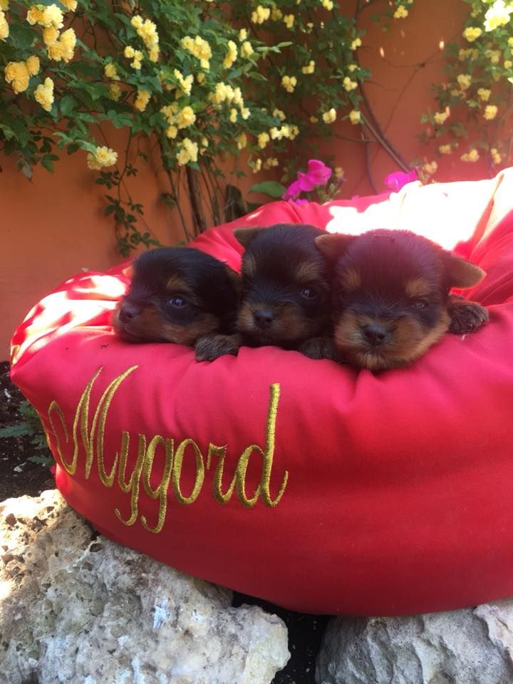 Chiot Yorkshire Terrier Mygörd